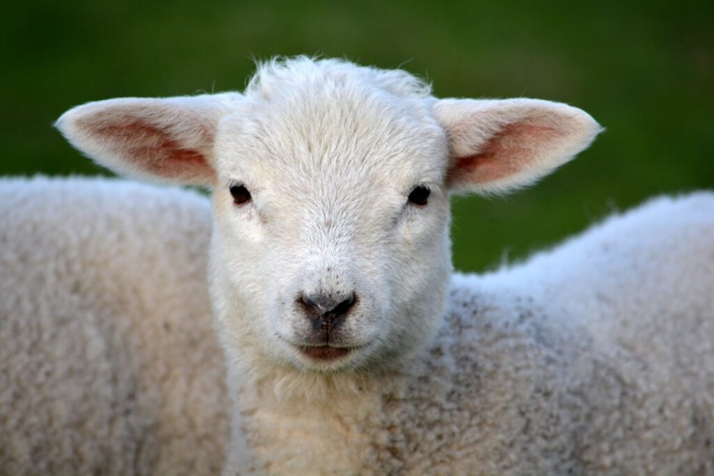 lamb-spring-nature-animal-59821-59821.jpg